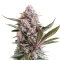 Lemon Tree Auto Seeds (Fast Buds)