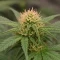 Sementes Feminizadas de Mango Frost Auto (Fast Buds)