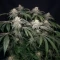 Moonshine Mass feminized seeds