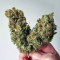 Shiskaberry Feminized Seeds (Barney’s Farm)