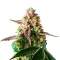 Slurricane Cookies Seeds (Dutch Passion)