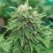 Graines de cannabis Strawberry AKeil (Serious Seeds)
