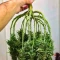 Totally Alpha OG Auto Seeds (AlphaFem Seeds)
