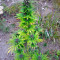 Sweet Purple (Paradise Seeds)