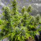 Wedding Cake Autoflower Feminized Seeds (Easy Grow Seeds)