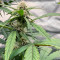 BlackBerry Autoflower (Herbies Seeds)