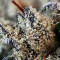 Graines de cannabis 501st OG Regular (Rare Dankness Seeds)