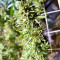 Black Destroyer feminized seeds