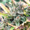Auto CBG strain