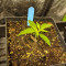 Critical Super Silver Haze Seeds