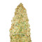 Critical feminized seeds