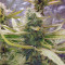 Eleven Roses Seeds (Delicious Seeds)