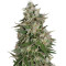 Gnasha feminized seeds