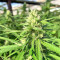 Graines féminisées de Gorilla Cookies (Big Head Seeds)