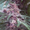 Grizzly Purple Kush (BlimBurn Seeds)