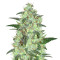 Keramatic Auto feminized seeds