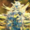 Malawi Breeders Pack regular (Ace Seeds)
