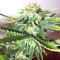 Graines de cannabis Panama regular (CannaBioGen)
