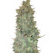 Sandstorm (CannaBioGen)