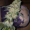 Graines de cannabis Sour Tangie (Reserva Privada)