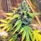 Sticky Fingers Autoflower (Seedstockers)