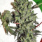 Sugarloaf (CannaBioGen)