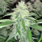 Xtreme Kush (Xtreme Seeds)