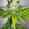Atomical Haze feminized seeds