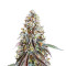 Bruce Banner (Herbies Seeds)