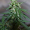 Gelato Cookie Doh-ope Auto Seeds