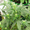 Graines féminisées de Godzilla Original Glue GG#4 (Herbies Seeds)