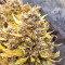 Northern Lights x Big Bud Auto (Expert Seeds) Seeds