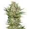 OGKZ Auto (Humboldt Seeds Organization)