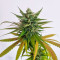 Passion #1 feminized seeds