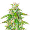 Graines féminisées de Quarter Pounder Autoflower (EGS)