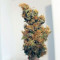 Graines de cannabis Quick Critical + (Dinafem Seeds)