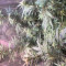 Gelato x Girl Scout Cookies (Herbies Seeds)