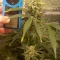 Gorilla Cookies Seeds