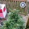 GG#4 Original Glue (Herbies Seeds)