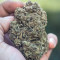 Semi di cannabis fem Gelato Auto in vendita