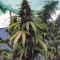 Vente de graines de cannabis HulkBerry (RQS)