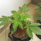 Bruce Banner Seeds (Fast Buds) - Cannabis Strain Seeds for Sale