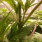 Peyote Critical (Barney's Farm) Cannabis-Samen zu verkaufen