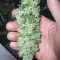 Malawi Seeds - Cannabis Strain Seeds for Sale