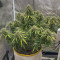 Acquista i semi femminizzati Original Trainwreck Auto di Fast Buds