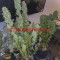 Strawberry Pie Seeds - Cannabis Strain Seeds for Sale