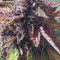 Purple Punch Seeds (Fast Buds) - Cannabis Strain Seeds for Sale