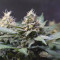 Acquista semi femminizzati Hawaii Maui Waui di Nirvana Seeds