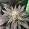 LSD Seeds - Cannabis Strain Seeds for Sale