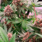 Acquista semi femminizzati Pink Kush di Barney's Farm